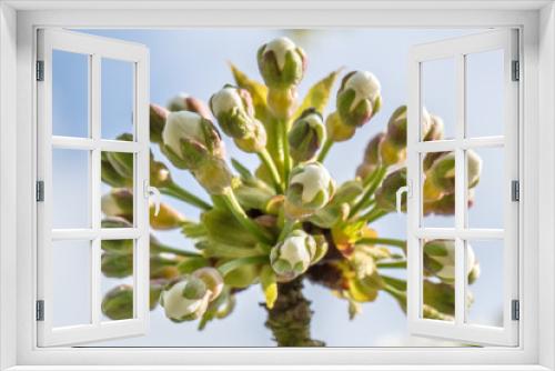 Fototapeta Naklejka Na Ścianę Okno 3D - kirschblüte