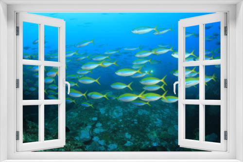 Fototapeta Naklejka Na Ścianę Okno 3D - Coral reef and fish in Indian Ocean 