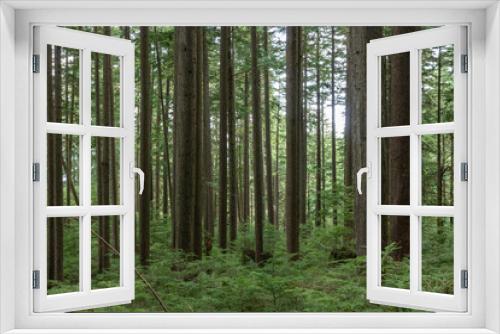 Fototapeta Naklejka Na Ścianę Okno 3D - Forest in Vancouver British Columbia Canada
