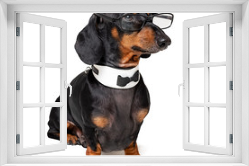 Fototapeta Naklejka Na Ścianę Okno 3D - intelligent dog dachshund with glasses ,bow tie and white collar, isolated on white background.