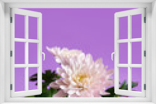 Fototapeta Naklejka Na Ścianę Okno 3D - Pink aster flower on purple background. Free space for text.