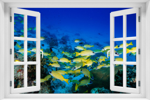 Fototapeta Naklejka Na Ścianę Okno 3D - Diving the Maldives