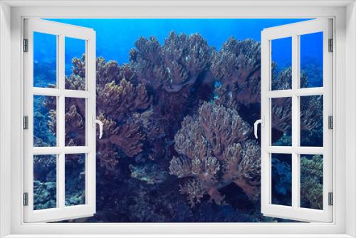 Fototapeta Naklejka Na Ścianę Okno 3D - marine ecosystem underwater view / blue ocean wild nature in the sea, abstract background