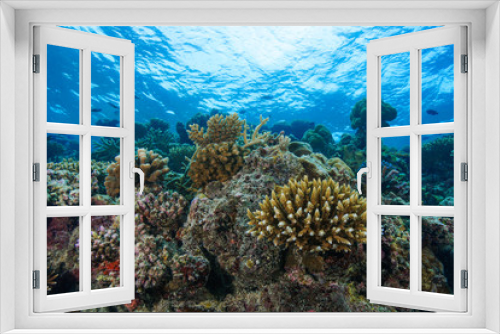 Fototapeta Naklejka Na Ścianę Okno 3D - Diving the Maldives