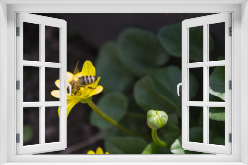 Fototapeta Naklejka Na Ścianę Okno 3D - Bees collect nectar on a yellow flower
