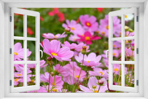 Fototapeta Naklejka Na Ścianę Okno 3D - Pink cosmos flower field