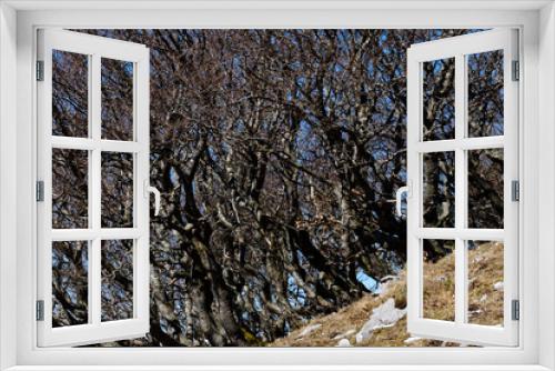 Fototapeta Naklejka Na Ścianę Okno 3D - Curved leafless trees in spring