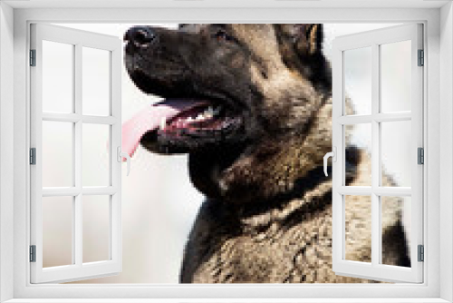 Fototapeta Naklejka Na Ścianę Okno 3D - american akita adult dog portrait