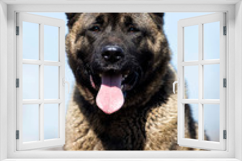 Fototapeta Naklejka Na Ścianę Okno 3D - portrait of an adult American Akita dog