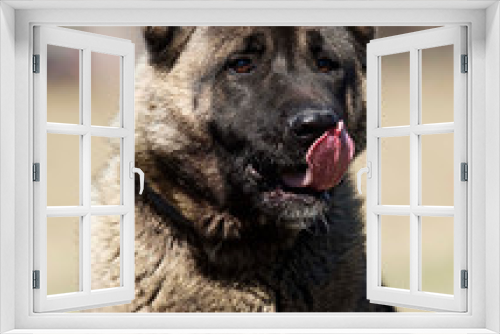 Fototapeta Naklejka Na Ścianę Okno 3D - portrait american akita adult dog