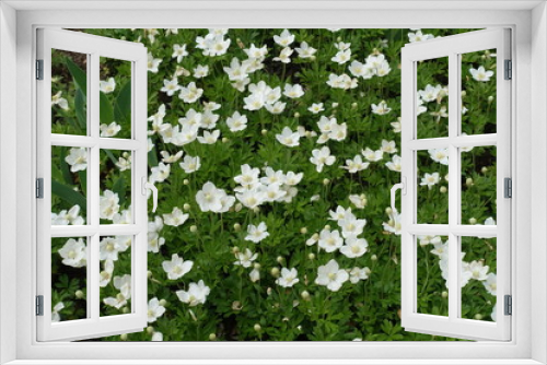 Fototapeta Naklejka Na Ścianę Okno 3D - A lot of white flowers of snowdrop anemones