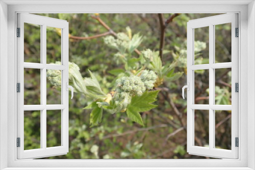 Fototapeta Naklejka Na Ścianę Okno 3D -   beautiful spring nature in a blossom