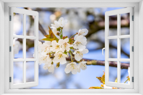 Fototapeta Naklejka Na Ścianę Okno 3D - Kirschblüte