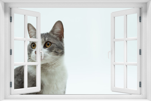 Fototapeta Naklejka Na Ścianę Okno 3D - gato en fondo blanco