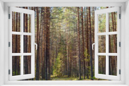 Fototapeta Naklejka Na Ścianę Okno 3D - Scene of a beautiful sunset on a summer pine forest with trees and a moss covered footpath. Landscape