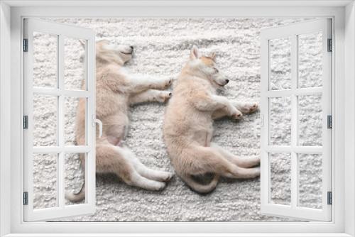 Fototapeta Naklejka Na Ścianę Okno 3D - Cute Husky puppies sleeping on plaid