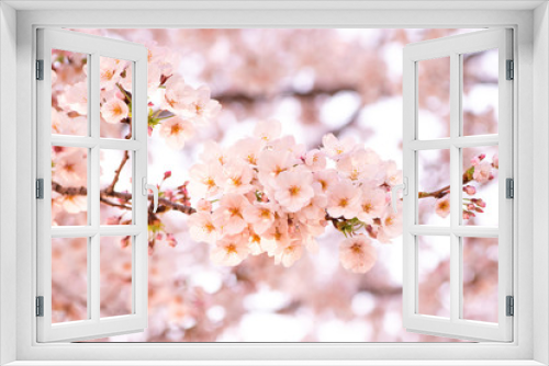 Fototapeta Naklejka Na Ścianę Okno 3D - Sakura