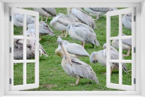 Fototapeta Naklejka Na Ścianę Okno 3D - Pelican in Uganda