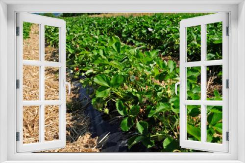 Fototapeta Naklejka Na Ścianę Okno 3D - Erdbeerpflanze