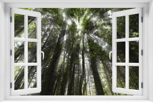 Fototapeta Naklejka Na Ścianę Okno 3D - Forest Light