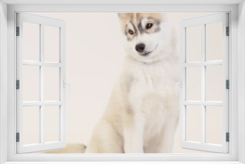Fototapeta Naklejka Na Ścianę Okno 3D - Cute Puppy