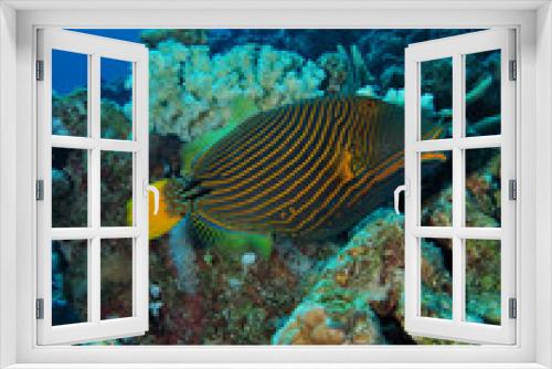 Fototapeta Naklejka Na Ścianę Okno 3D - Orange-striped triggerfish (Balistapus undulatus)
