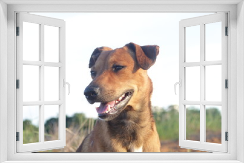 Fototapeta Naklejka Na Ścianę Okno 3D - cachorro amarelo feliz 
