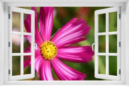 Fototapeta Naklejka Na Ścianę Okno 3D - Beautiful Chrysanthemum Plants