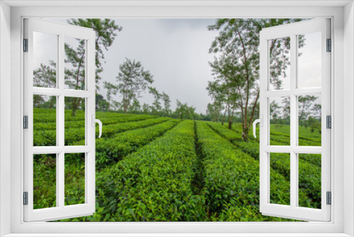 Fototapeta Naklejka Na Ścianę Okno 3D - Tea Leaf Plantation
