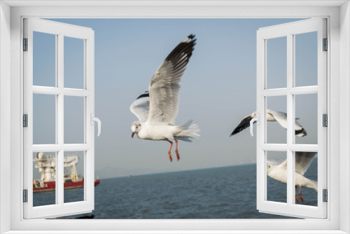 Fototapeta Naklejka Na Ścianę Okno 3D - Flying seagull