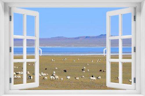 Fototapeta Naklejka Na Ścianę Okno 3D - Tibet, sheep grazing on the shore of lake Pangong