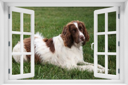 Fototapeta Naklejka Na Ścianę Okno 3D - English Springer Spaniel (liver and white) dog lying on green grass