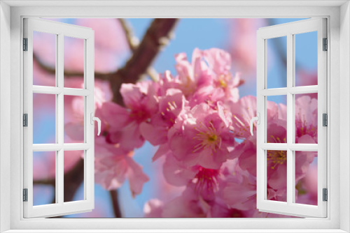 Fototapeta Naklejka Na Ścianę Okno 3D - Close up Pink cherry blossoms bloom on bright sky background