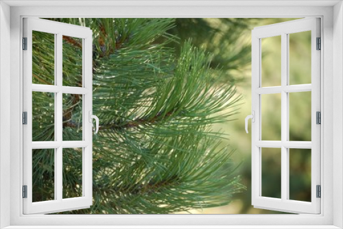 Fototapeta Naklejka Na Ścianę Okno 3D - white fir