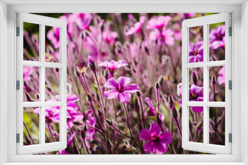 Fototapeta Naklejka Na Ścianę Okno 3D - Purple flowers of Geranium Maderense
