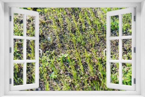 Fototapeta Naklejka Na Ścianę Okno 3D - Recently sown young fresh green blades of grass in long rows