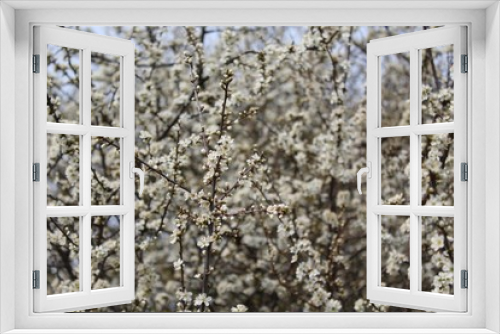 Fototapeta Naklejka Na Ścianę Okno 3D - Weiße Blüten am Baum im Frühling