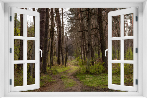 Fototapeta Naklejka Na Ścianę Okno 3D - Niepolomice Forest