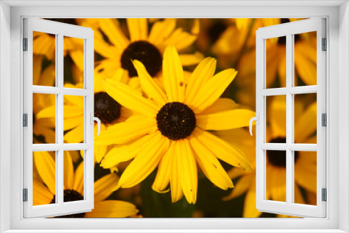 Fototapeta Naklejka Na Ścianę Okno 3D - yellow daisy flowers