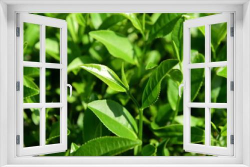 Fototapeta Naklejka Na Ścianę Okno 3D - Tea Picking in Chinese Tea Gardens