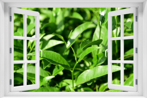 Fototapeta Naklejka Na Ścianę Okno 3D - Tea Picking in Chinese Tea Gardens