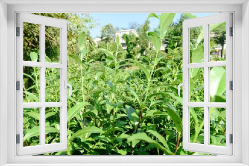 Fototapeta Naklejka Na Ścianę Okno 3D - Tea Picking in Chinese Tea Gardens