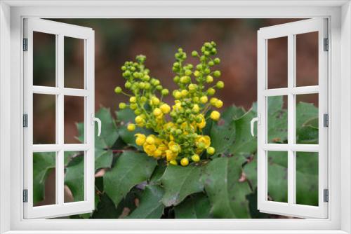 Fototapeta Naklejka Na Ścianę Okno 3D - The Oregon Grape (Mahonia aquifolium) spring bloom.