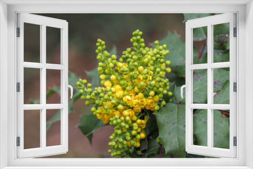 Fototapeta Naklejka Na Ścianę Okno 3D - The Oregon Grape (Mahonia aquifolium) spring bloom.