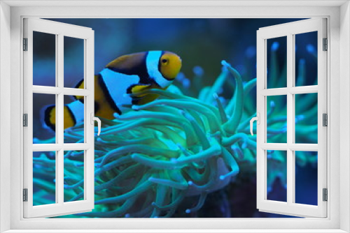 Fototapeta Naklejka Na Ścianę Okno 3D - Euphyllia glabrescens Koralle Meerwasser Clownfisch