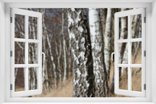 Fototapeta Naklejka Na Ścianę Okno 3D - Birken am Wald