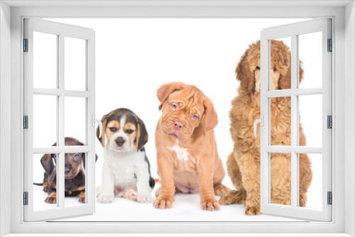 Fototapeta Naklejka Na Ścianę Okno 3D - Group of dogs of different breeds sit together in front view. Isolated on white background