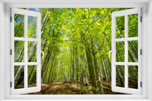 Fototapeta Naklejka Na Ścianę Okno 3D - Green forest perspective