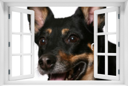 Fototapeta Naklejka Na Ścianę Okno 3D - friendly dog