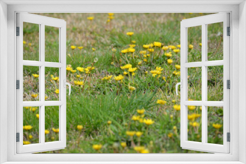 Fototapeta Naklejka Na Ścianę Okno 3D - 野原にタンポポがたくさん咲いている風景